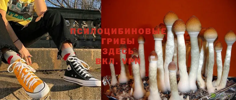 закладка  Каменногорск  Галлюциногенные грибы Magic Shrooms 